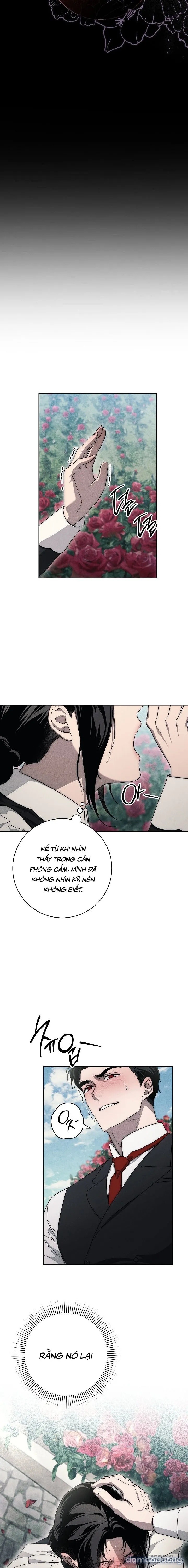 [KHÔNG CHE] [18+] Mộ Thiên Nga 