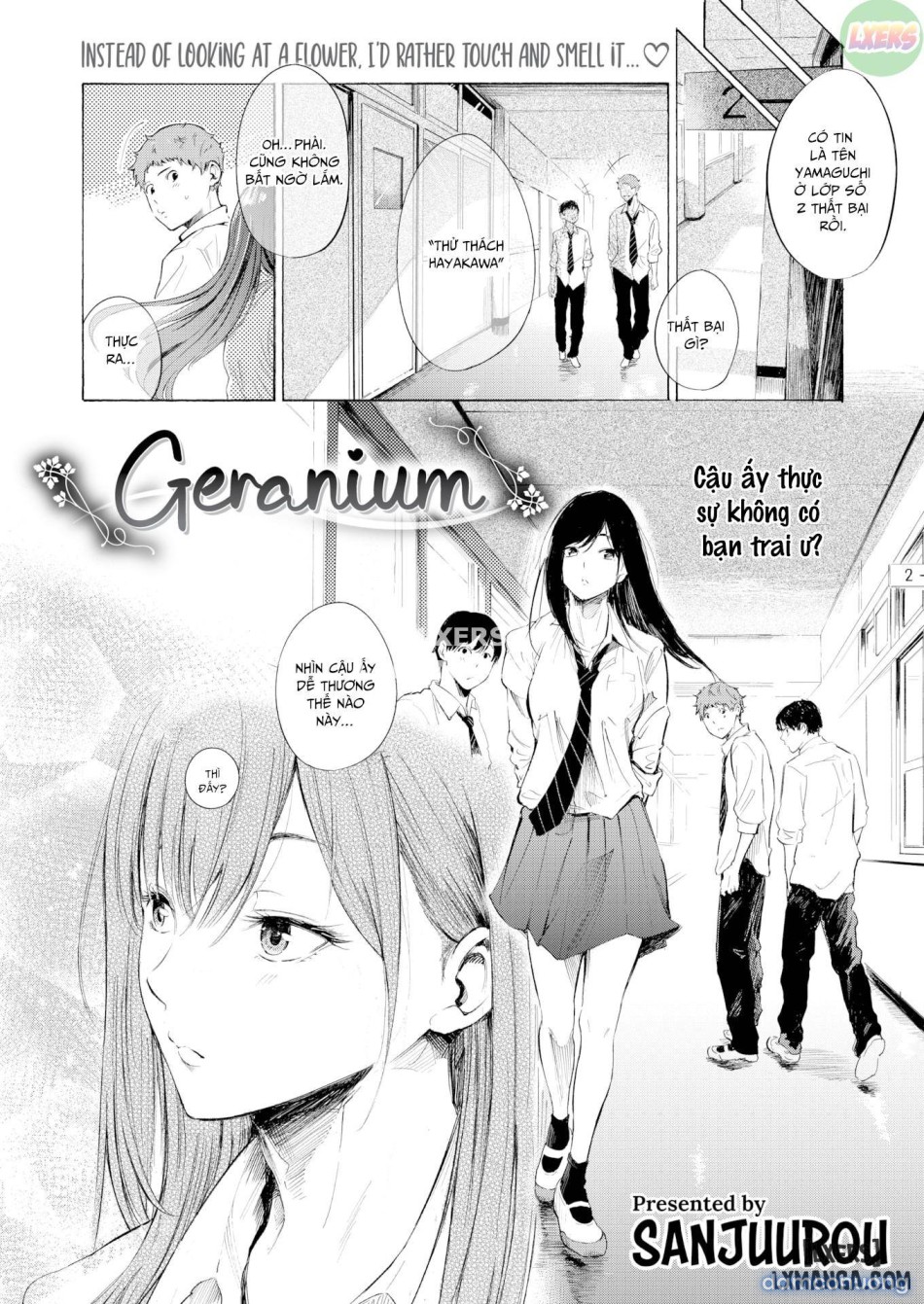 Geranium 