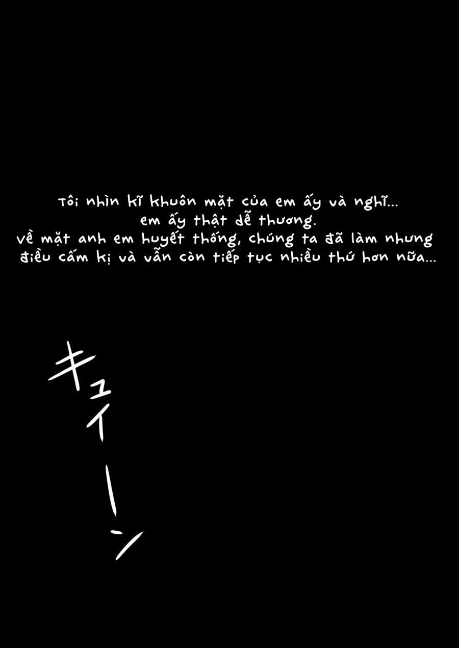 Sô cô la mèo đen Ise 